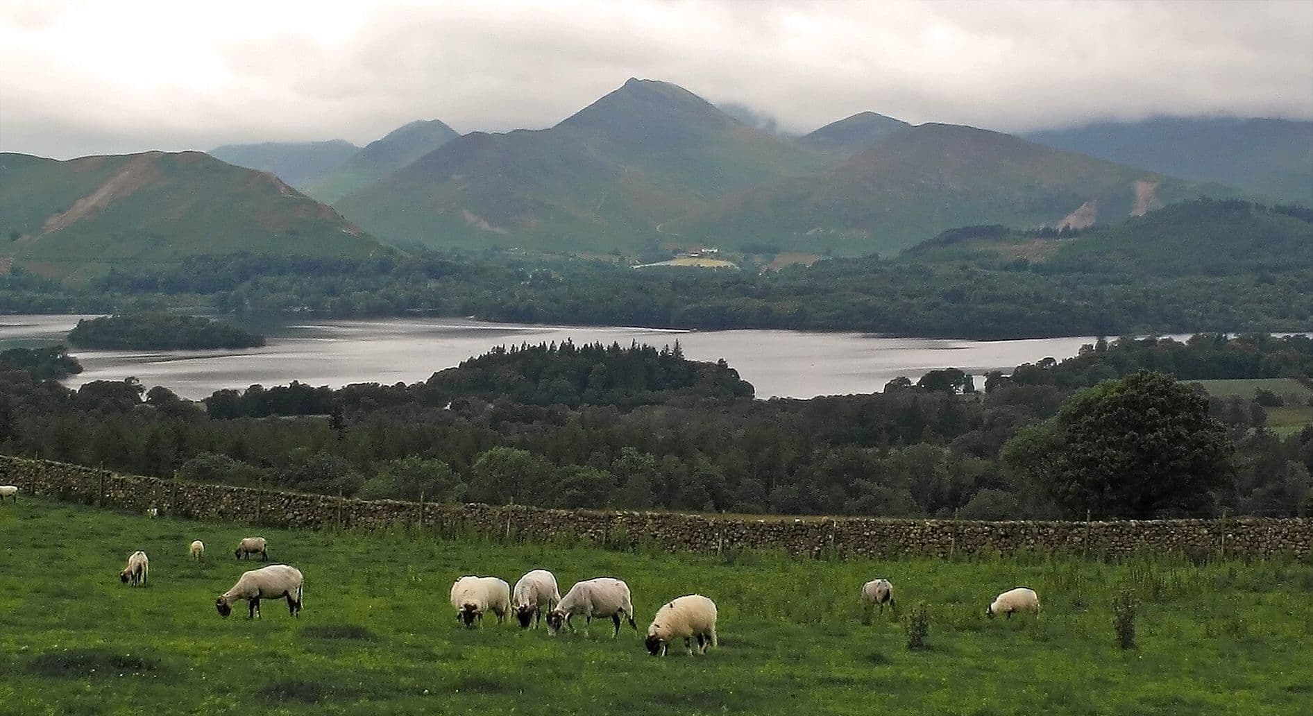 Sheep grazing above Derwentwater, with Catbells and the fells beyond, near Keswick