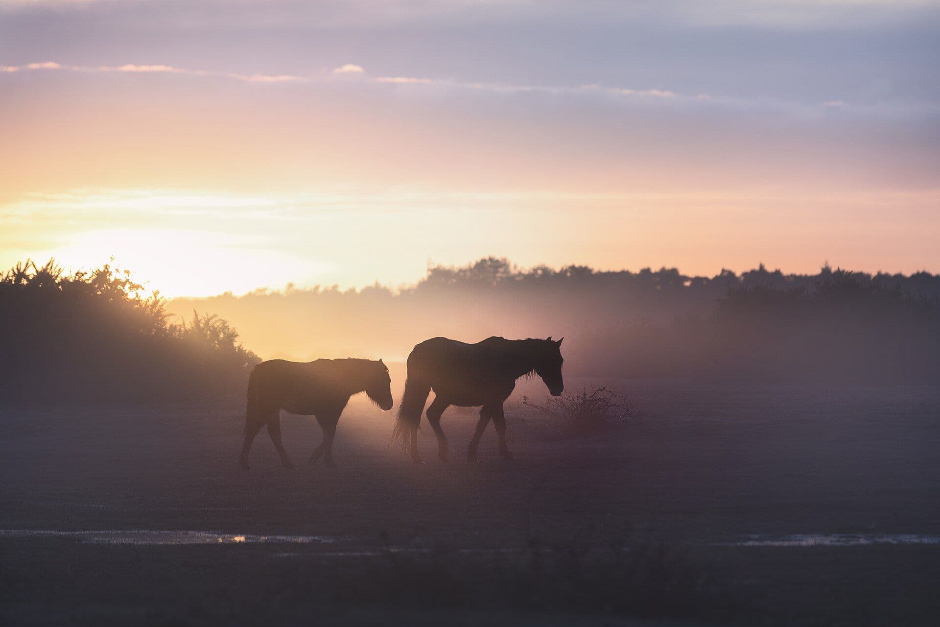 Wild New Forest ponies at sunrise at Ocknell, near Lyndhurst